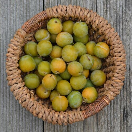 prunes reine claude
